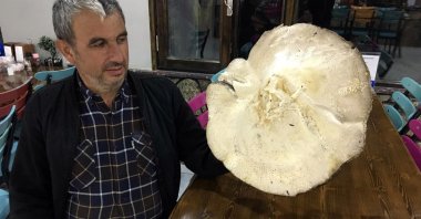 Ernail Çiçek poses with the large mushroom he found in Gümüşhane, Turkey, June 28, 2022. (IHA Photo)