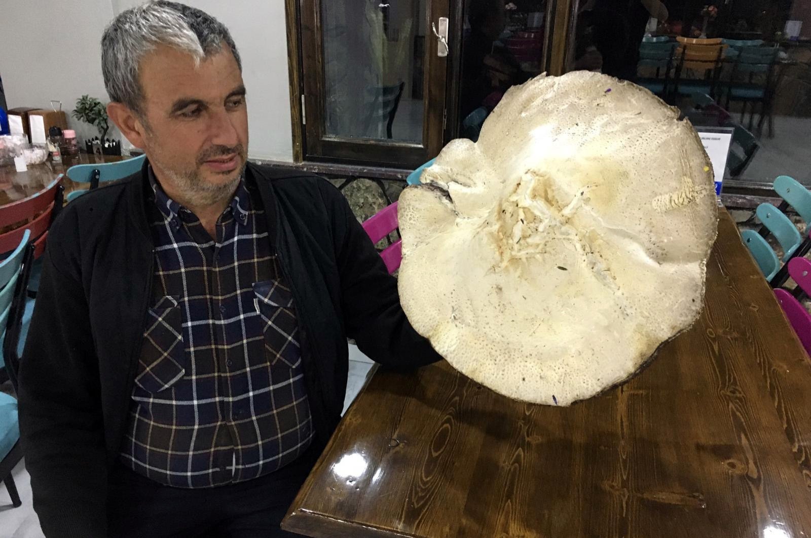 Pria Turki tersandung jamur seberat 2 kg