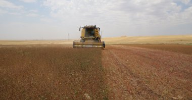 A worker harvests the buckwheat field in Mardin, southeastern Turkey, June 29, 2022. (AA PHOTO)