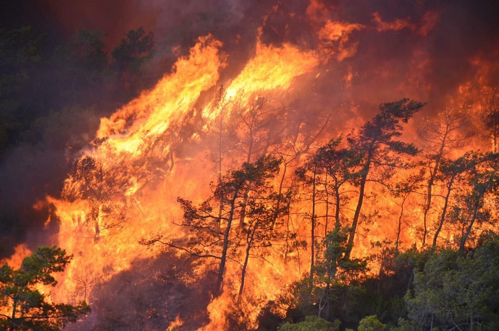 Hati-hati: Saatnya Peduli Kebakaran Hutan di Turki!