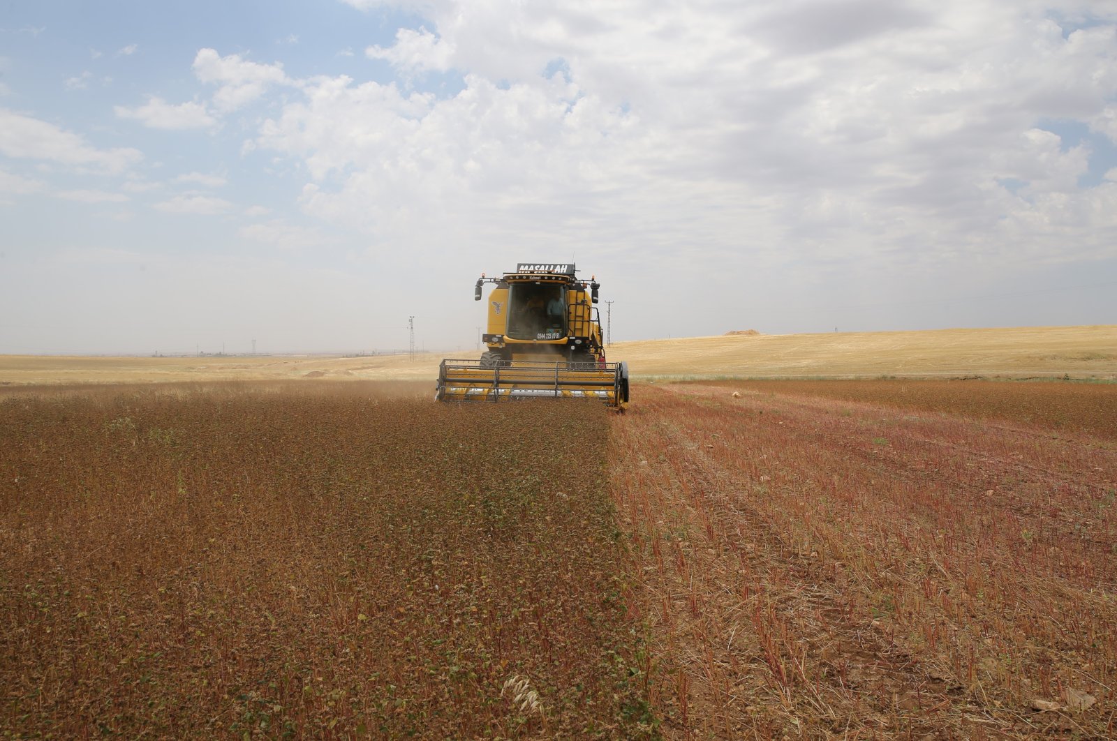 A worker harvests the buckwheat field in Mardin, southeastern Turkey, June 29, 2022. (AA PHOTO)