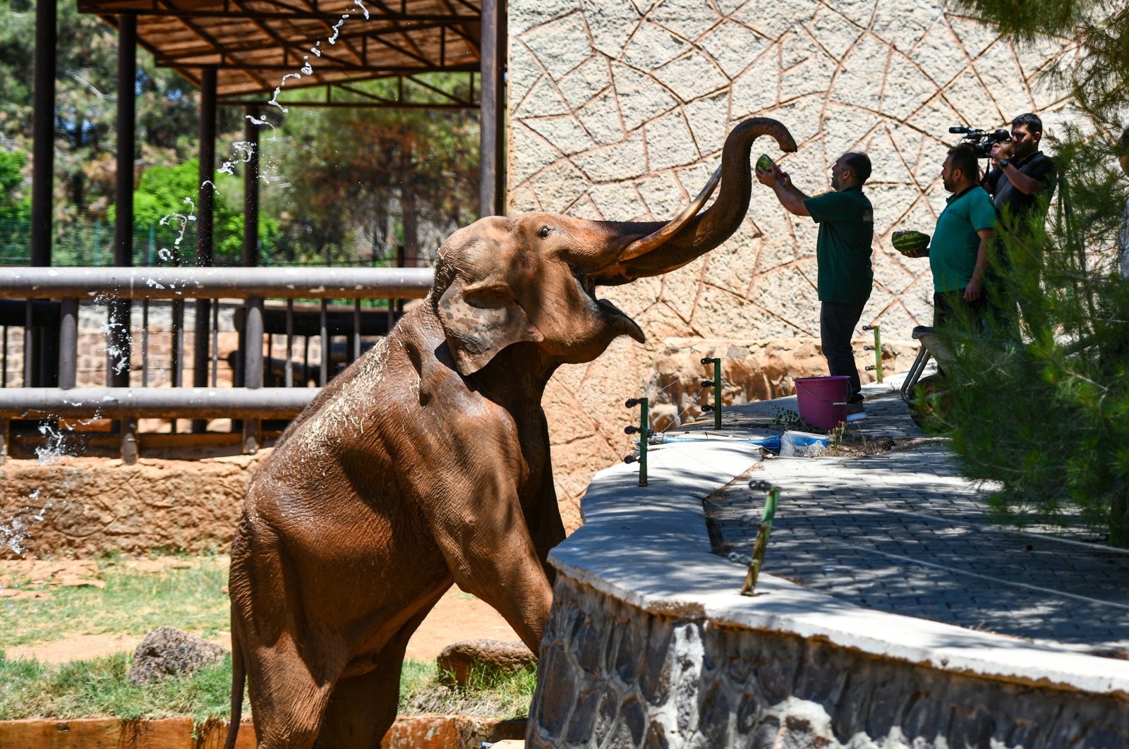 Hewan-hewan di kebun binatang Gaziantep Turki menyejukkan diri dengan koktail spesial