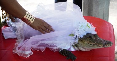 A woman touches an alligator dressed as a bride for a traditional ritual marriage between the San Pedro Huamelula Mayor Victor Hugo Sosa and the reptile that depicts a princess, as a prayer to plead for nature's bounty, San Pedro Huamelula, Oaxaca state, Mexico, June 30, 2022. (Reuters Photo)