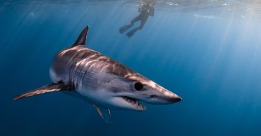 A mako shark swims near a diver in the Pacific Ocean in this undated photo. (Alamy Photo via Reuters)