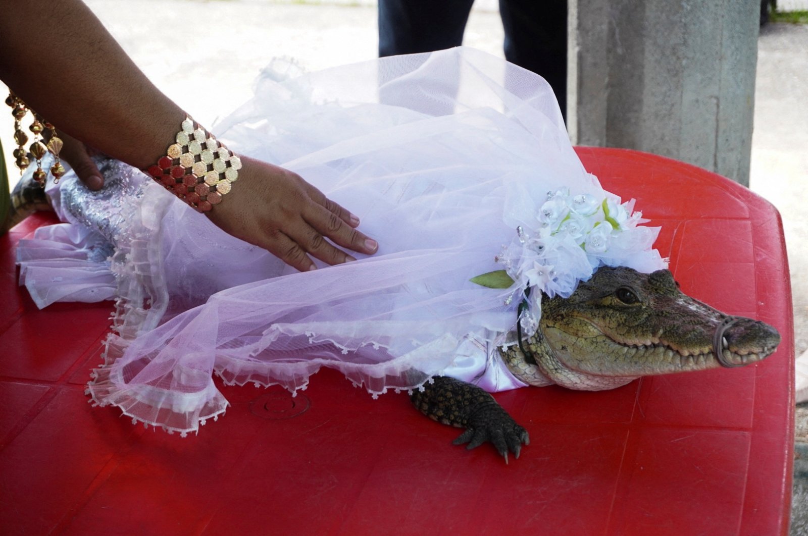 A woman touches an alligator dressed as a bride for a traditional ritual marriage between the San Pedro Huamelula Mayor Victor Hugo Sosa and the reptile that depicts a princess, as a prayer to plead for nature&#039;s bounty, San Pedro Huamelula, Oaxaca state, Mexico, June 30, 2022. (Reuters Photo)