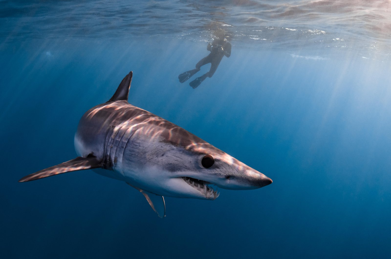 A mako shark swims near a diver in the Pacific Ocean in this undated photo. (Alamy Photo via Reuters)