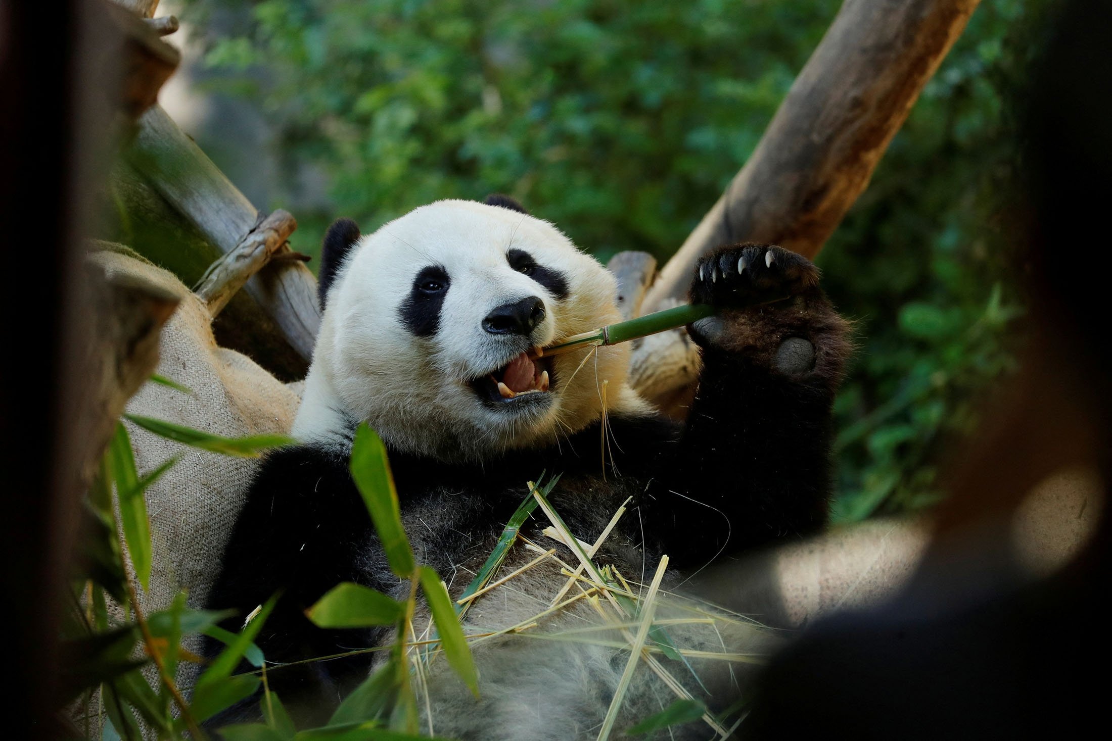 Panda jantan raksasa Xiao Liwu makan bambu sebelum dipulangkan ke China bersama ibunya Bai Yun, mengakhiri program penelitian panda selama 23 tahun di San Diego, California, AS, 18 April 2019. (Foto: Reuters) )