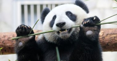 A giant panda eats bamboo inside an enclosure at the Moscow Zoo on a hot summer day in the capital Moscow, Russia, June 7, 2019. (Reuters Photo)