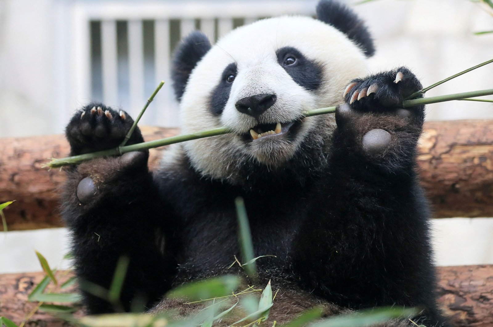 A giant panda eats bamboo inside an enclosure at the Moscow Zoo on a hot summer day in the capital Moscow, Russia, June 7, 2019. (Reuters Photo)