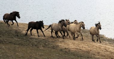 Two hours from Amsterdam and Rotterdam there's a rustic area of the Netherlands along the German border where wild horses and cycle paths along a unique landscape of rivers await travellers. (dpa Photo)