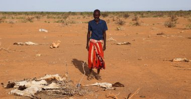 Dhicis Guray, an internally displaced Somali man looks at the carcass of his dead livestock following severe droughts near Dollow, Gedo Region, Somalia, May 26, 2022. (Reuters Photo)