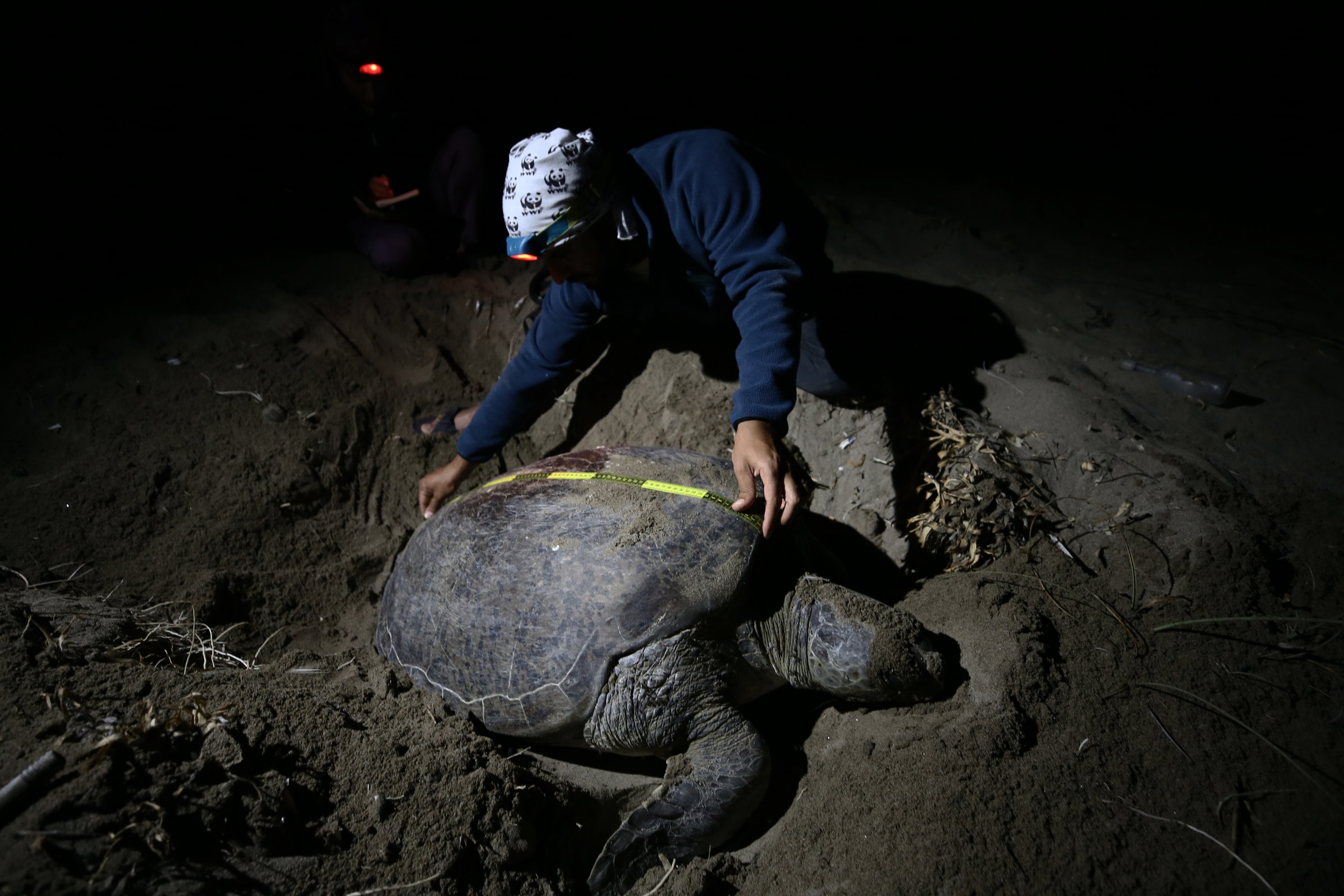 A volunteer measures a sea turtle on the beach, in Adana, southern Turkey, July 4, 2022. (AA PHOTO)