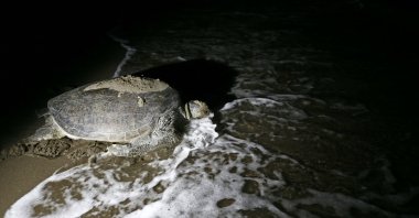 A turtle returns to sea after laying eggs in a nest, in Adana, Turkey, July 4, 2022. (AA PHOTO)