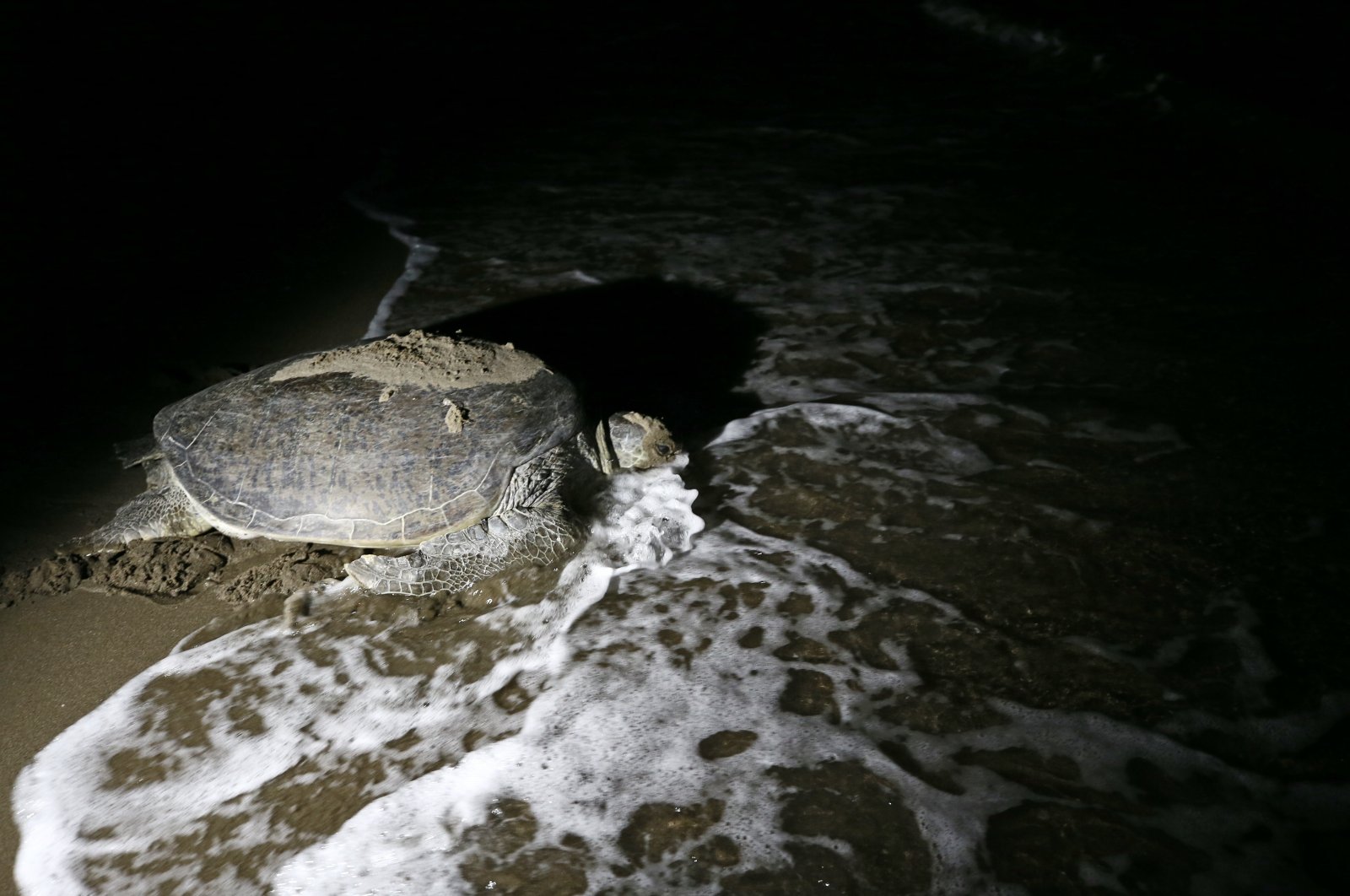 A turtle returns to sea after laying eggs in a nest, in Adana, Turkey, July 4, 2022. (AA PHOTO)
