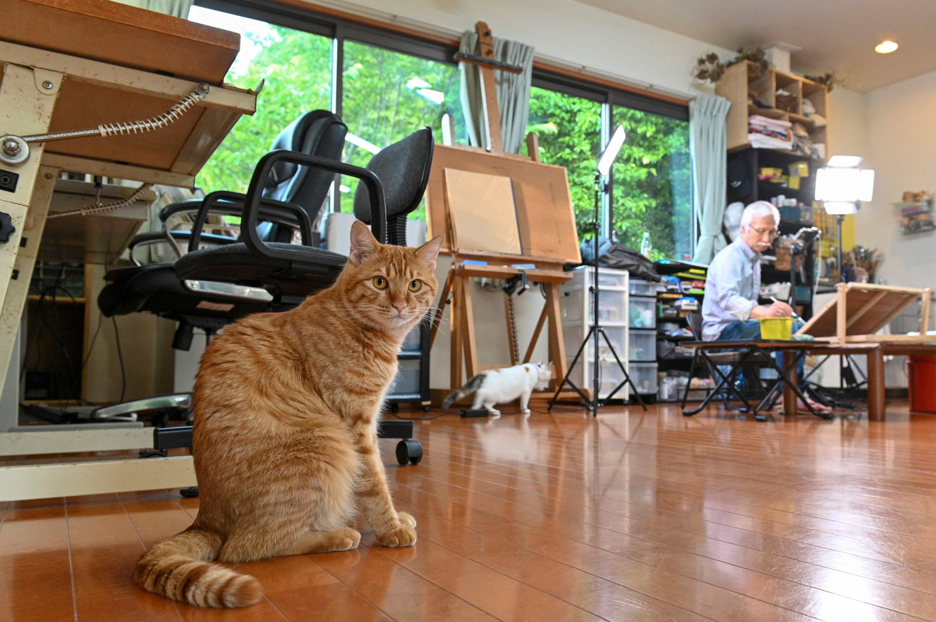 Japanese art instructor Harumichi Shibasaki (R) paints in his atelier as his cats roam about in Isumi, Chiba prefecture, Japan, May 25, 2022. (AFP)