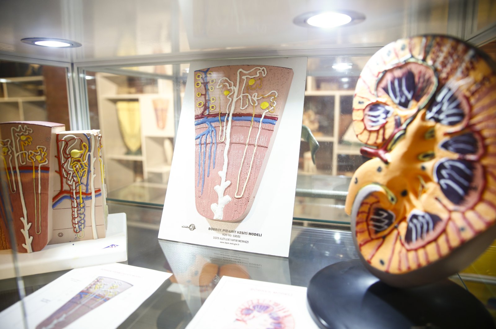 Course materials illustrating the human kidney are displayed in the museum, Ankara, Turkey, June 1, 2022. (AA Photo)