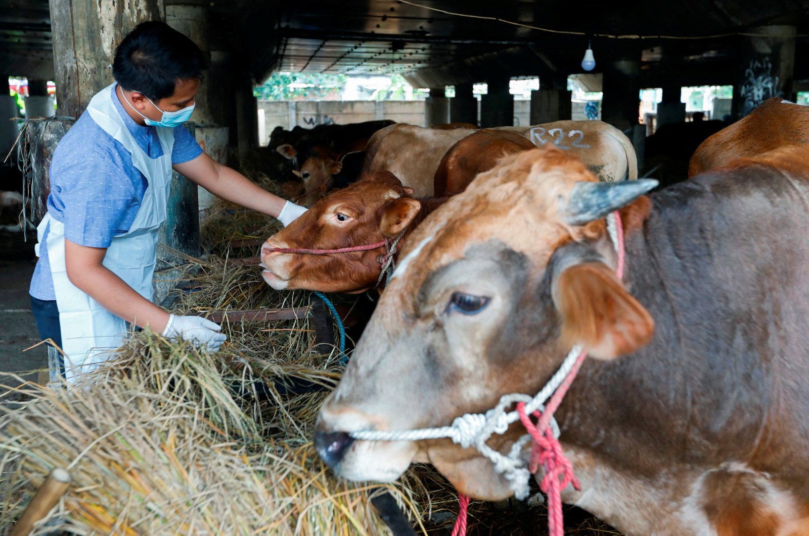 A Marine and Agricultural Food Security officer inspects a cow to prevent the spread of foot and mouth disease in Tanjung Priok, North Jakarta, Indonesia, June 24, 2022. (Reuters Photo)