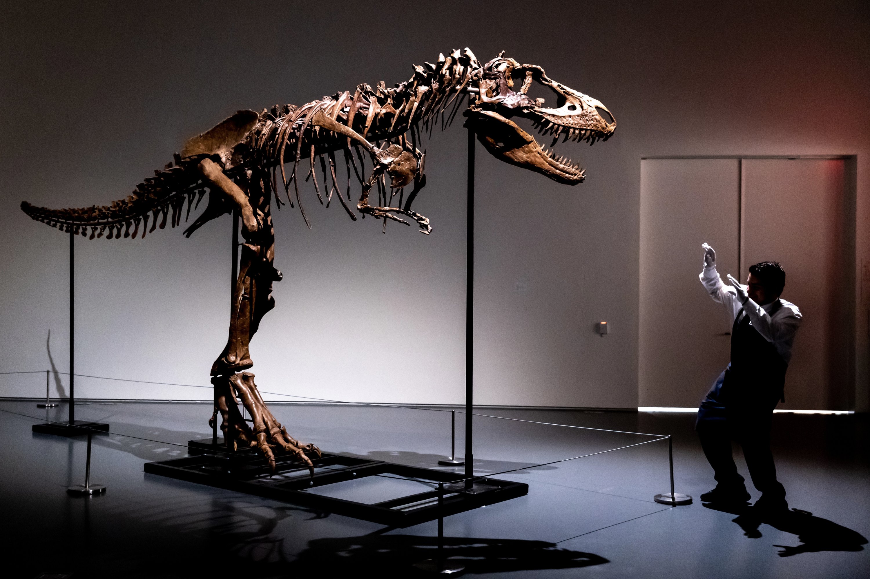 Seorang karyawan Sotheby's New York mendemonstrasikan ukuran kerangka dinosaurus Gorgosaurus, yang pertama ditawarkan di lelang, New York, AS, 5 Juli 2022. (AP Photo)