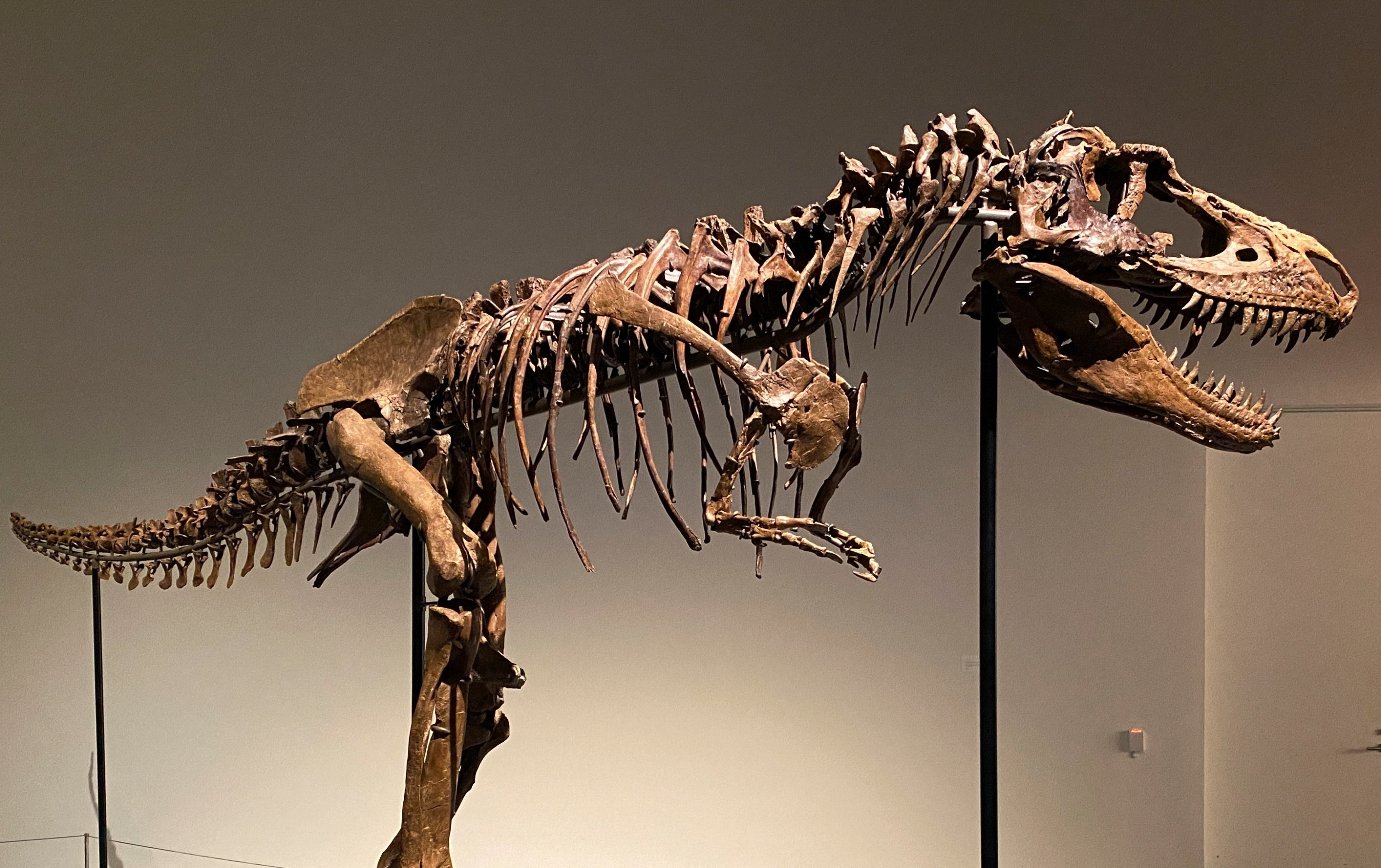 Kerangka dinosaurus Gorgosaurus yang baru ditemukan dipamerkan sebelum dilelang oleh Sotheby's, New York, AS, 5 Juli 2022. (Foto Reuters)