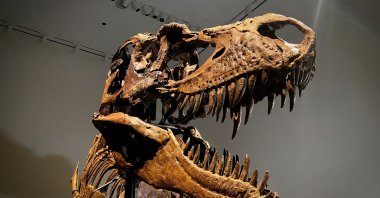 A recently discovered skeleton of a Gorgosaurus dinosaur goes on display ahead of an auction by Sotheby's, New York, U.S., July 5, 2022. (Reuters Photo)