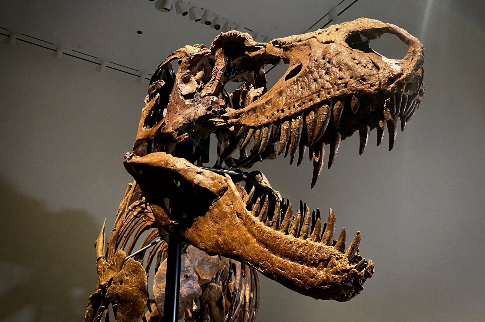 A recently discovered skeleton of a Gorgosaurus dinosaur goes on display ahead of an auction by Sotheby&#039;s, New York, U.S., July 5, 2022. (Reuters Photo)