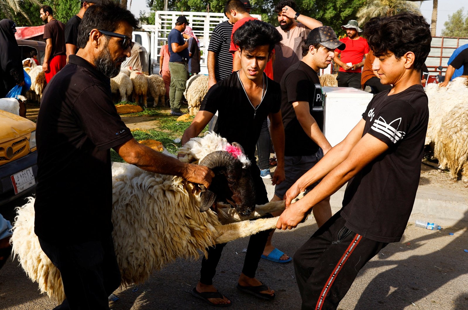 Iraqi men move a sacrificial ram after purchasing it from a livestock market, ahead of the Eid al-Adha festival, in Baghdad, Iraq, July 8, 2022. (Reuters Photo)