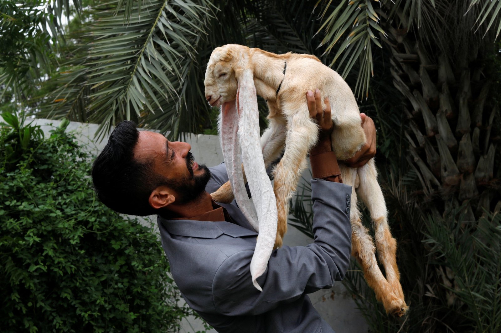 Simba, a 1 month and 4 days old kid goat with 22-inch long ears, is held by his owner in Karachi, Pakistan, July 8, 2022. (Reuters Photo)