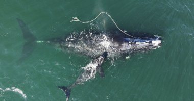This Dec. 2, 2021, file photo provided by the Georgia Department of Natural Resources shows an endangered North Atlantic right whale entangled in a fishing rope being sighted with a newborn calf in waters near Cumberland Island, Georgia, U.S. (Georgia Department of Natural Resources/NOAA Permit #20556 via AP)