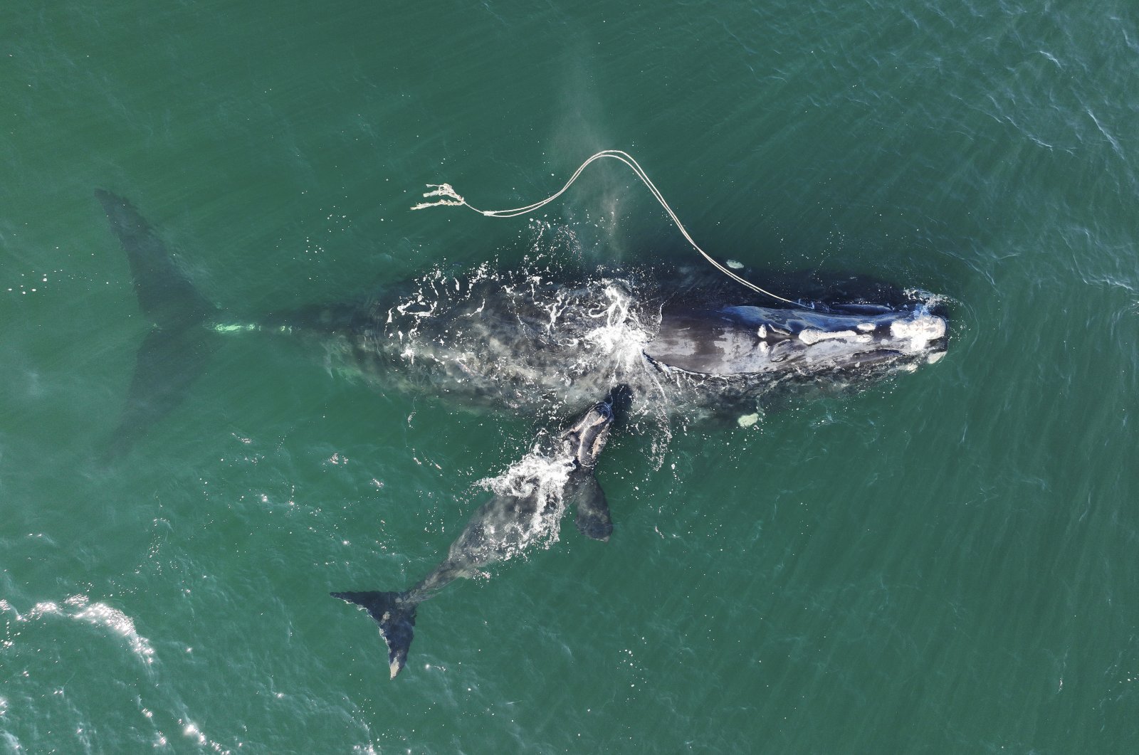This Dec. 2, 2021, file photo provided by the Georgia Department of Natural Resources shows an endangered North Atlantic right whale entangled in a fishing rope being sighted with a newborn calf in waters near Cumberland Island, Georgia, U.S. (Georgia Department of Natural Resources/NOAA Permit #20556 via AP)