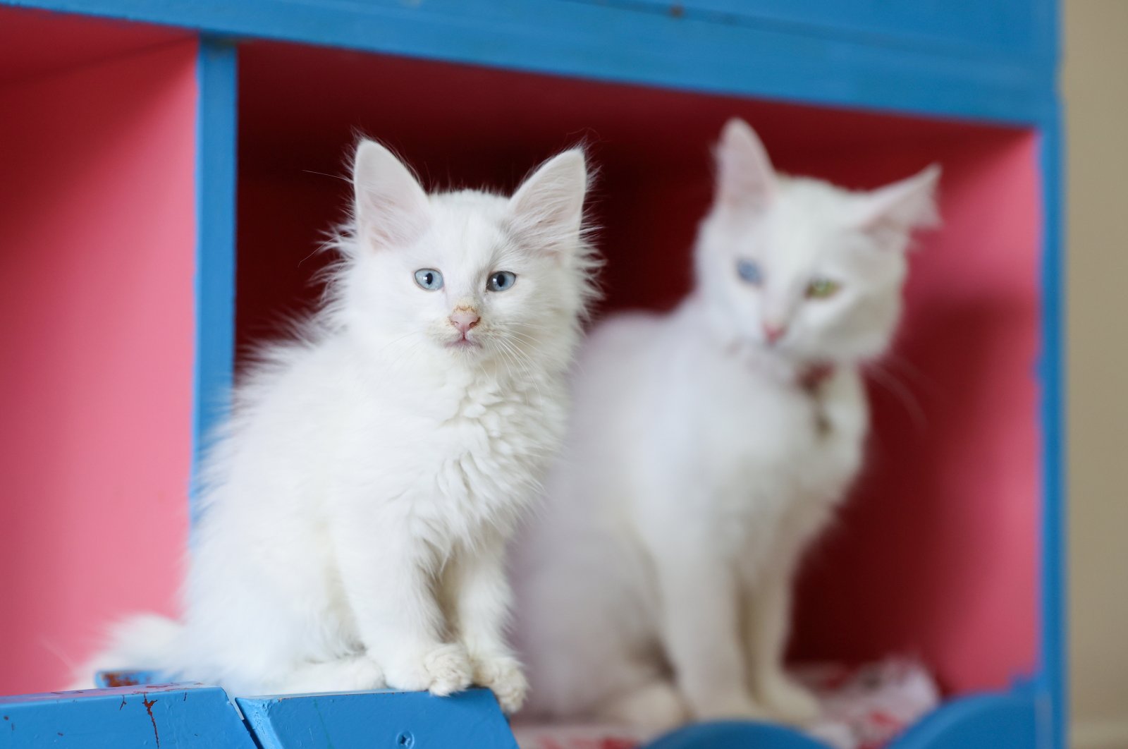 Pusat penelitian Turki menempatkan ratusan kucing Van untuk diadopsi