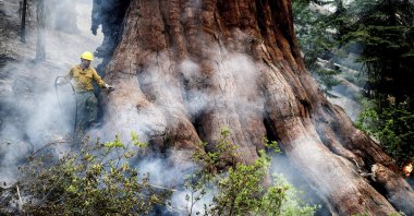 A firefighter protects a sequoia tree as the Washburn Fire burns in Mariposa Grove of Giant Sequoias in Yosemite National Park, California, U.S., July 8, 2022. (AP Photo)