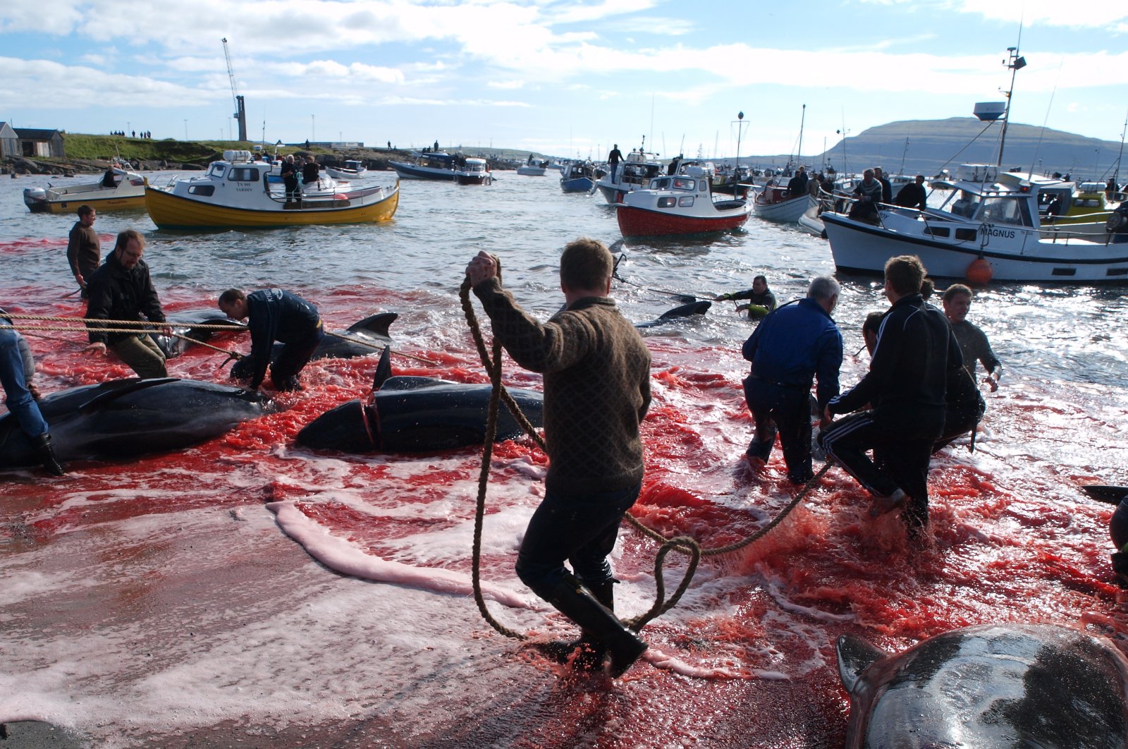 People participate in the traditional slaughter of white-sided dolphins and pilot whales, in Torshavn, Faroe Islands, July 23, 2010. (Shutterstock Photo)