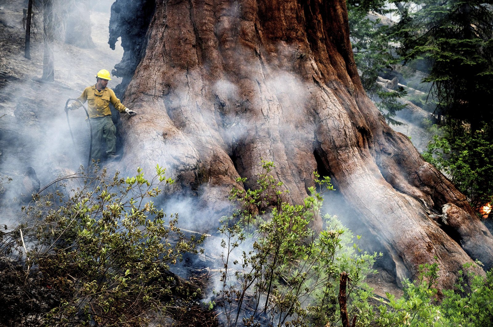 A firefighter protects a sequoia tree as the Washburn Fire burns in Mariposa Grove of Giant Sequoias in Yosemite National Park, California, U.S., July 8, 2022. (AP Photo)