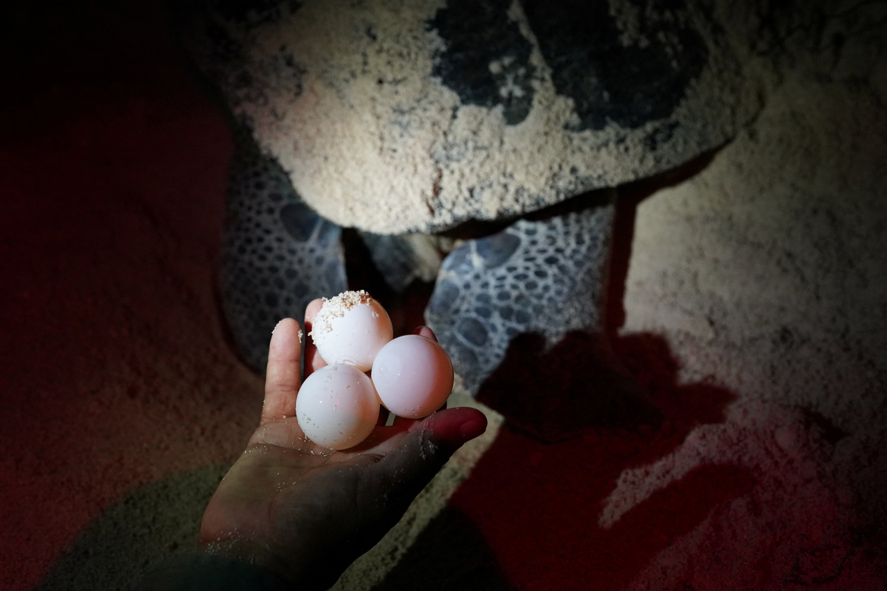 Penjaga taman Roberto Varella menunjukkan telur penyu hijau di pantai di Semenanjung Guanahacabibes, Kuba, 27 Juni 2022. (Foto Reuters)