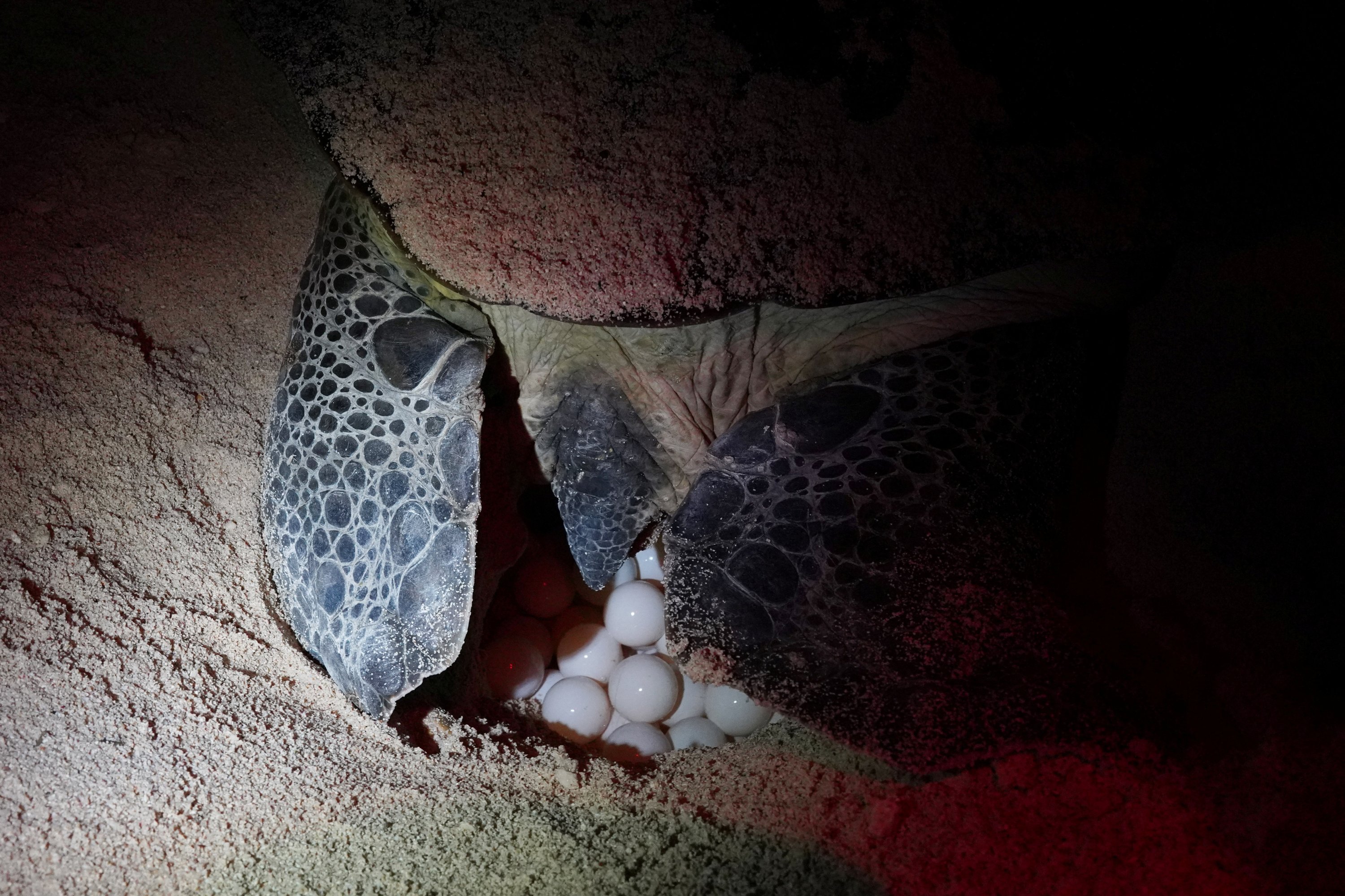 A green sea turtle lays eggs on the beach in Guanahacabibes Peninsula, Cuba, June 27, 2022. (Reuters Photo)