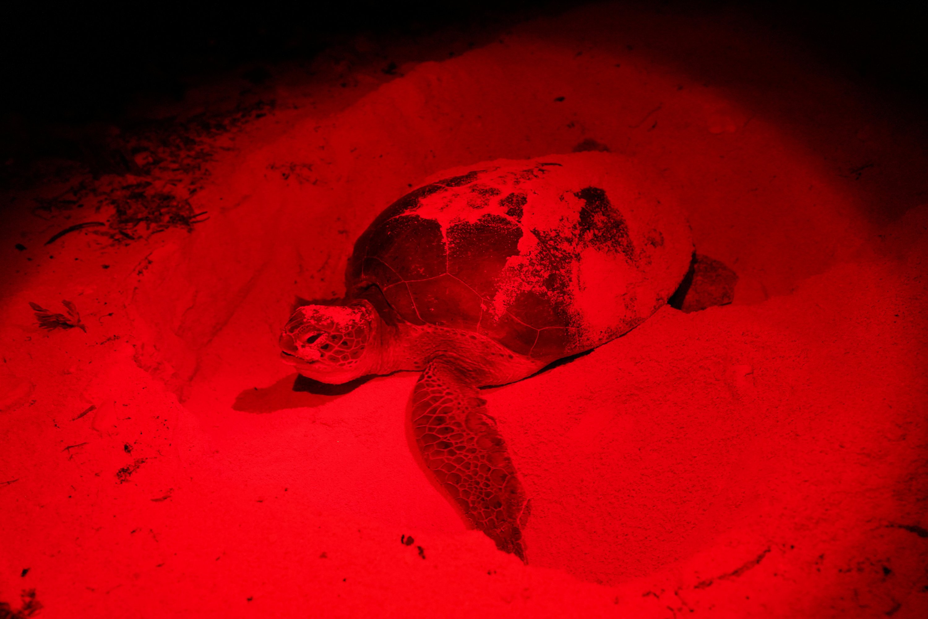 A green sea turtle returns to the sea after laying eggs on the beach in Guanahacabibes Peninsula, Cuba, June 28, 2022.(Reuters Photo)