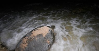 A green sea turtle returns to the sea after laying eggs on the beach in Guanahacabibes Peninsula, Cuba, June 28, 2022. (Reuters Photo)