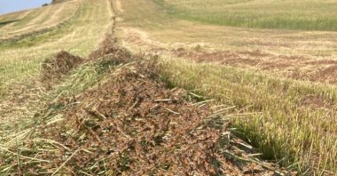 A swarm of locusts are seen on a field on the island of Sardinia, in Noragugume, Italy, May 22, 2022. (Reuters Photo)