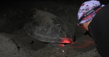 A volunteer inspects a caretta caretta nest in Hatay, Turkey, July 12, 2022. (IHA Photo)