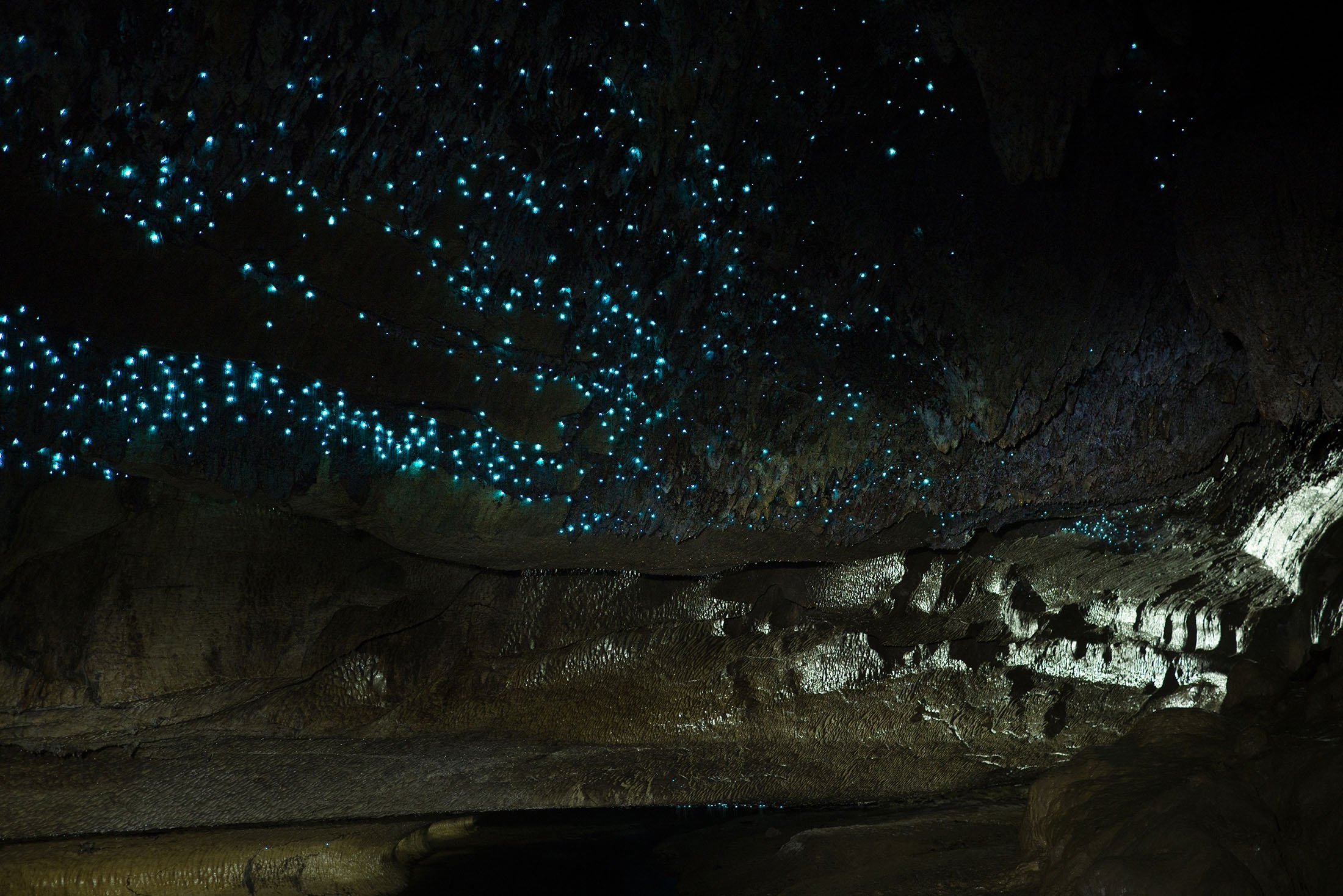 Waitomo Glowworm adalah gua yang terletak di Selandia Baru, yang dikenal dengan populasi Arachnocampa luminosa, spesies glowworm yang ditemukan secara eksklusif di negara ini.  (Foto Shutterstock)