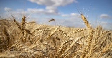A picture taken during a visit to Melitopol organized by the Russian military shows ears of wheat in a field near Melitopol, in the Zaporizhia region, southeastern Ukraine, July 14, 2022. (EPA Photo)