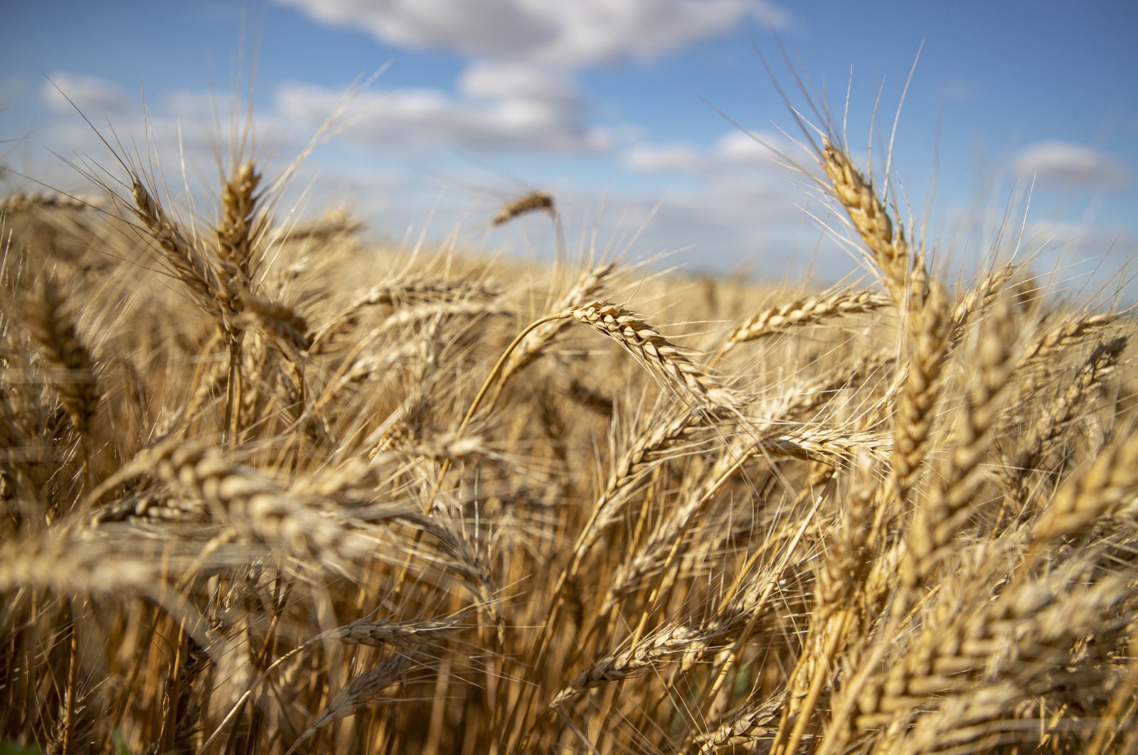 Penjajah Rusia mengekspor gandum Ukraina dari Ukraina selatan
