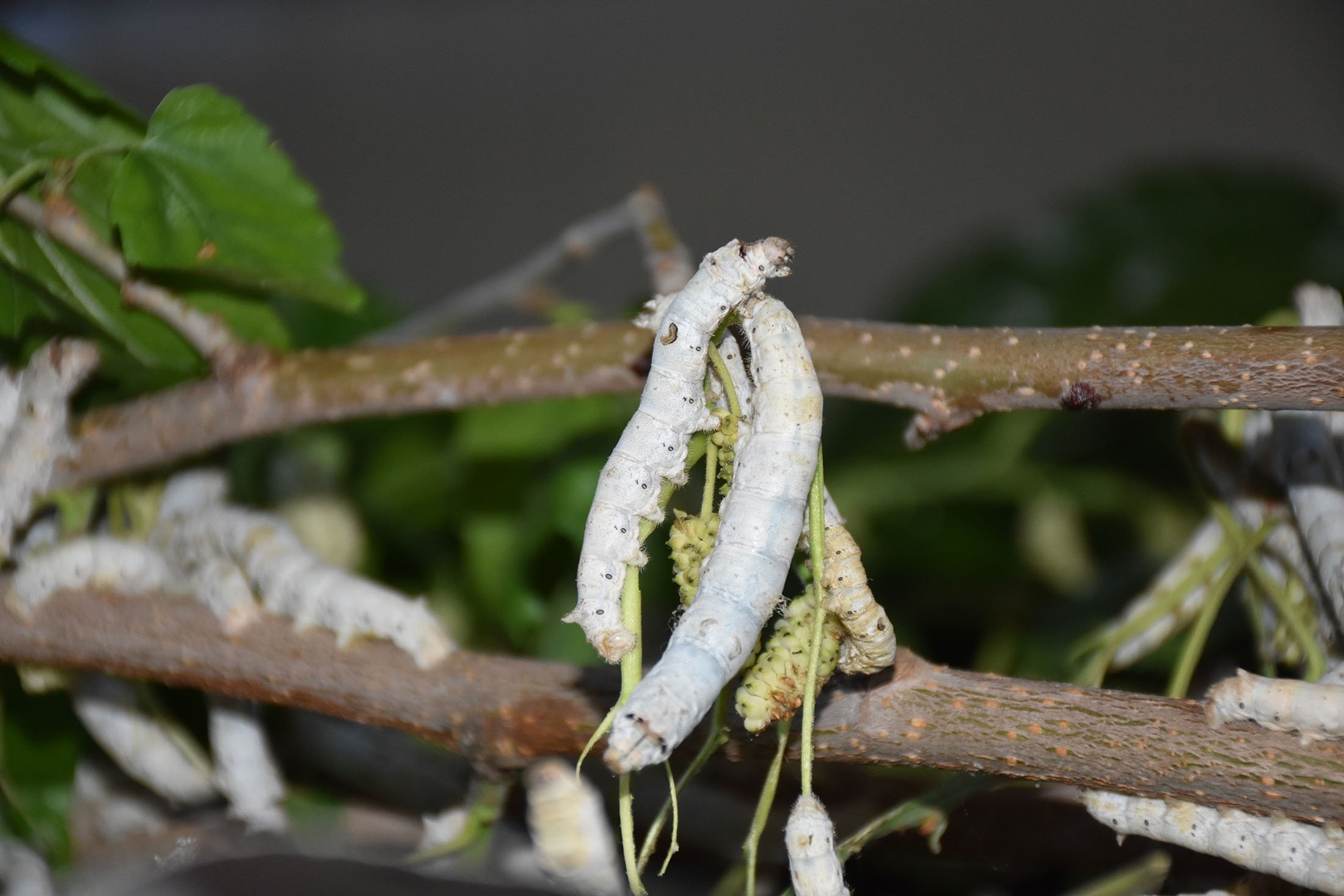 Silkworms chew through mulberry leaves, Bilecik, Turkey, July 17, 2022. (AA Photo)