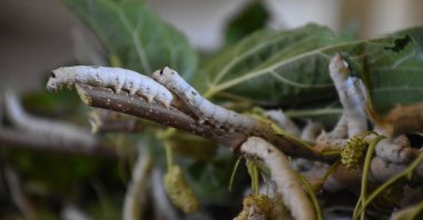 Silkworms chew through mulberry leaves, Bilecik, Turkey, July 17, 2022. (AA Photo)