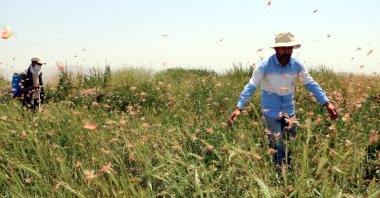 Grasshoppers in a field in Hakkari, southeastern Turkey, July 16, 2022. (DHA PHOTO)