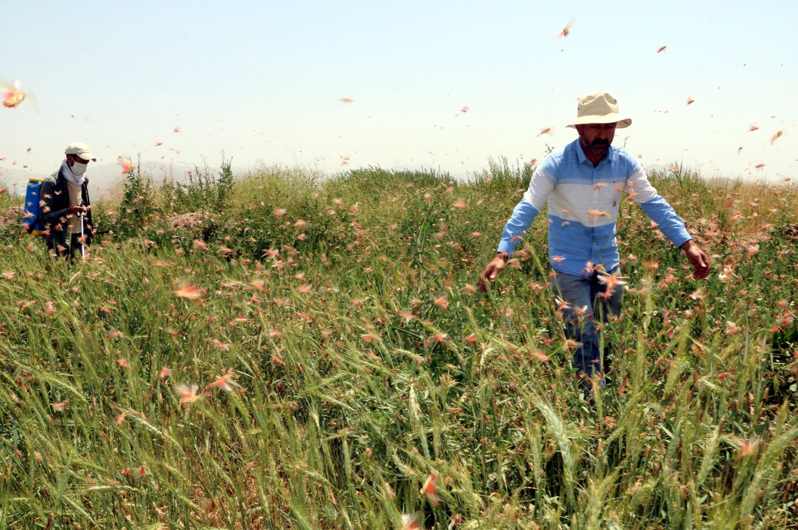 Petani Turki melawan invasi serangga dengan pestisida, drone