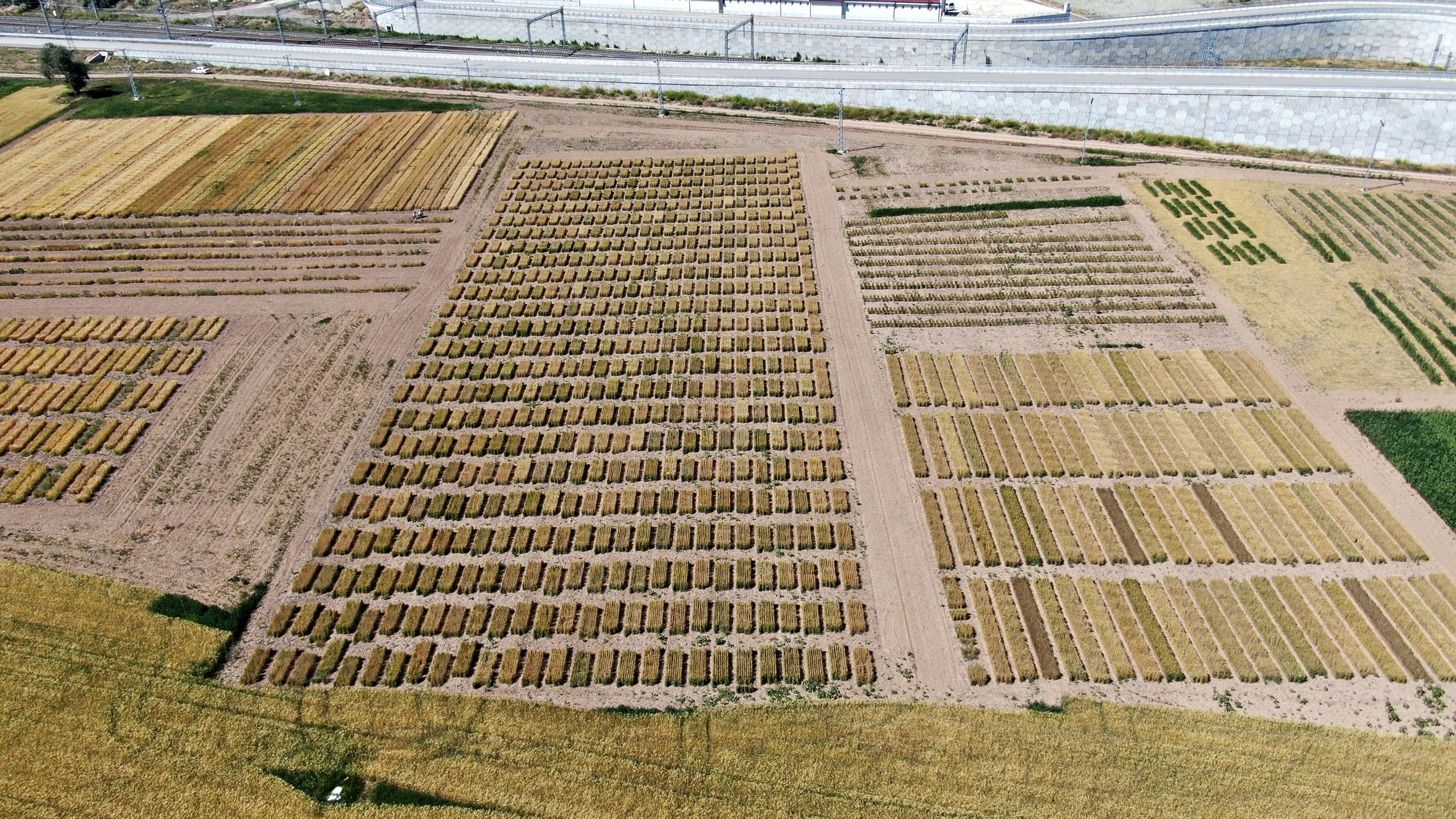 An aerial view of the field where wheat specimens are planted, in Sivas, central Turkey, July 18, 2022. (İHA PHOTO)