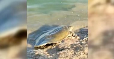 A view of the turtle, in Adıyaman, eastern Turkey, July 18, 2022. (AA Photo)