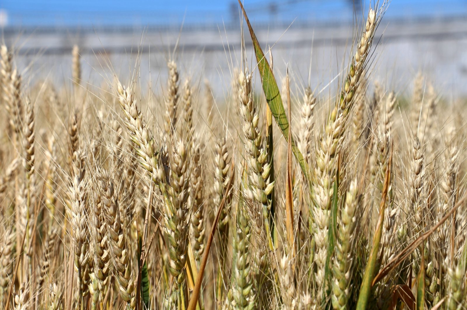 View of wheat in the field, in Sivas, central Turkey, July 18, 2022. (İHA PHOTO)