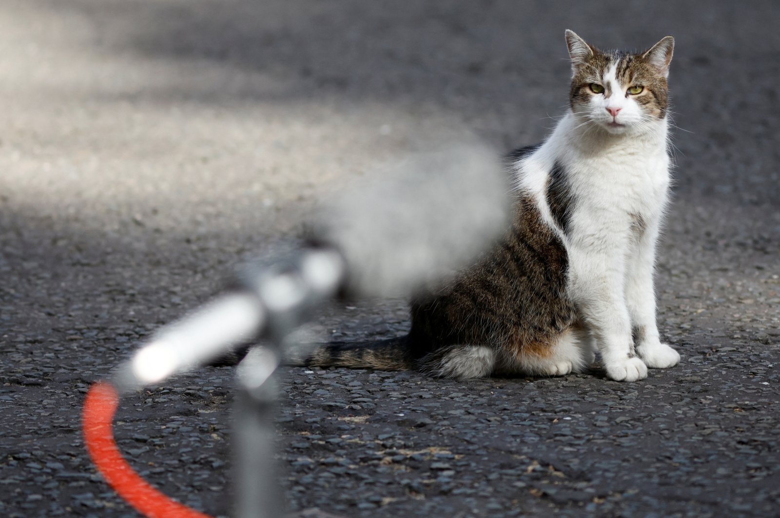 Kucing Downing Street kehilangan dukungan setelah menjadi PM membawa kucingnya